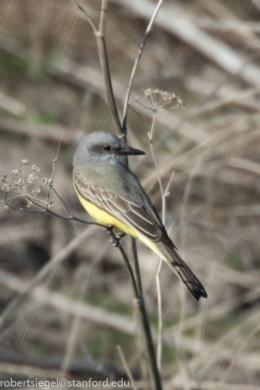 emily renzel wetlands